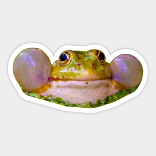 Marsh Frog Sticker